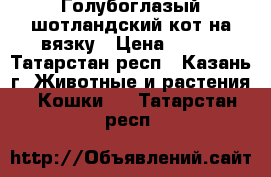 Голубоглазый шотландский кот на вязку › Цена ­ 900 - Татарстан респ., Казань г. Животные и растения » Кошки   . Татарстан респ.